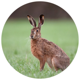 wildhase-start